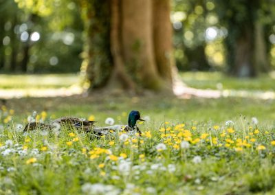 Canards au parc des Moulins